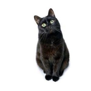 Meet your Posher, Miranda